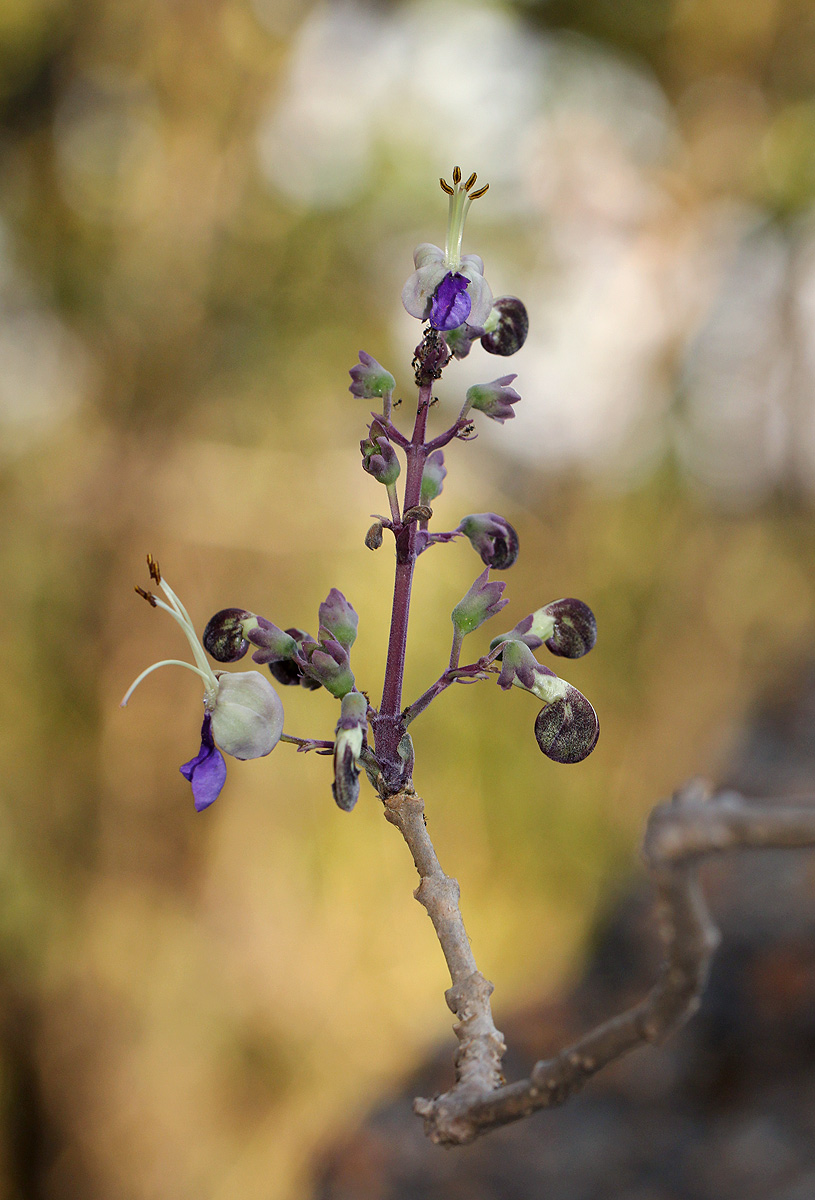 Rotheca wildii