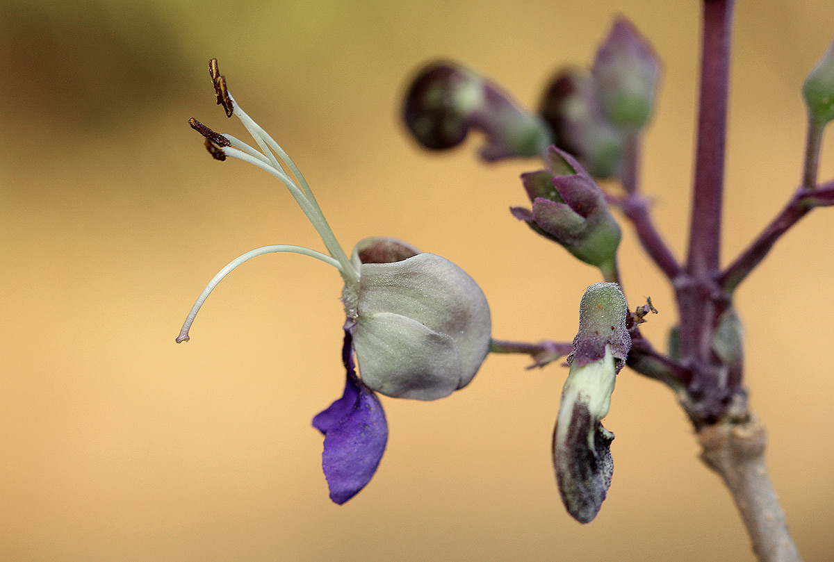 Rotheca wildii