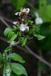 Rotheca wildii