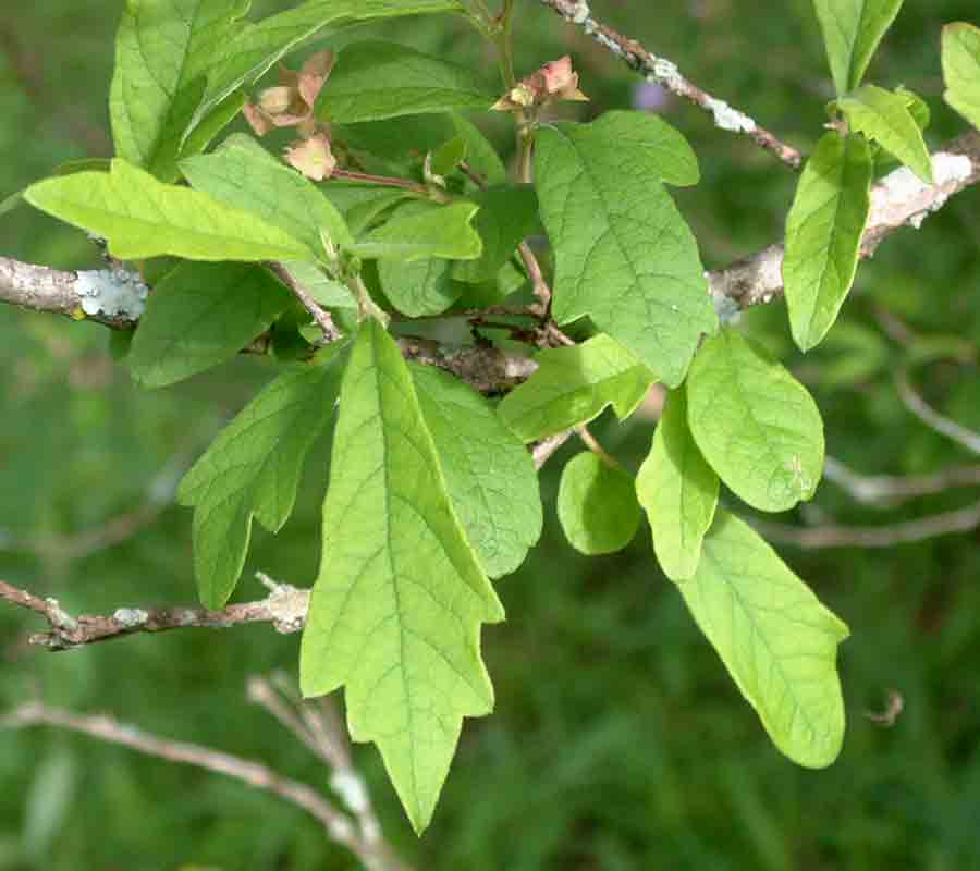 Karomia tettensis