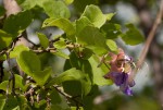 Karomia tettensis