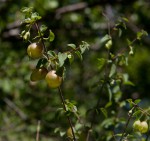 Tinnea rhodesiana