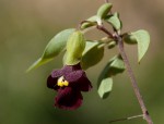 Tinnea rhodesiana