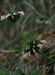 Leonotis ocymifolia var. raineriana