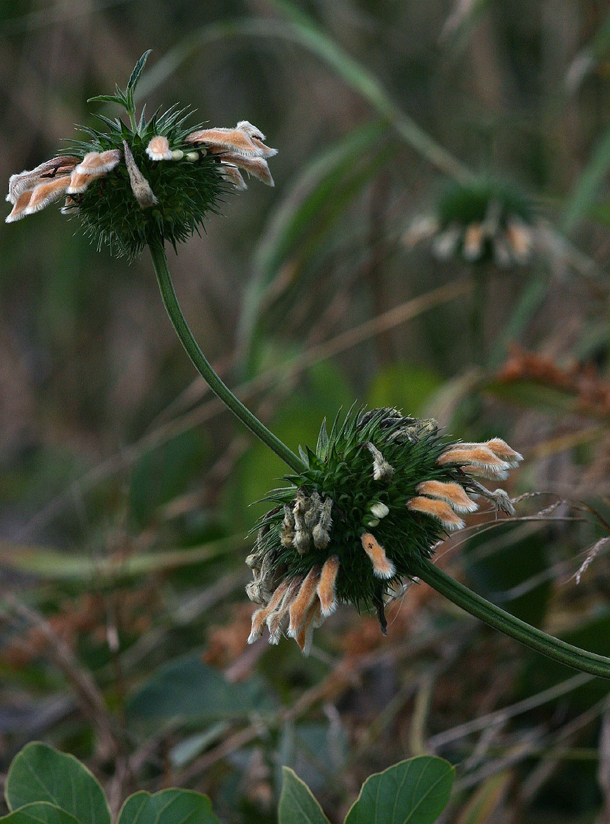 Leonotis ocymifolia var. raineriana
