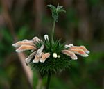 Leonotis ocymifolia var. raineriana