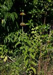 Leonotis ocymifolia var. raineriana