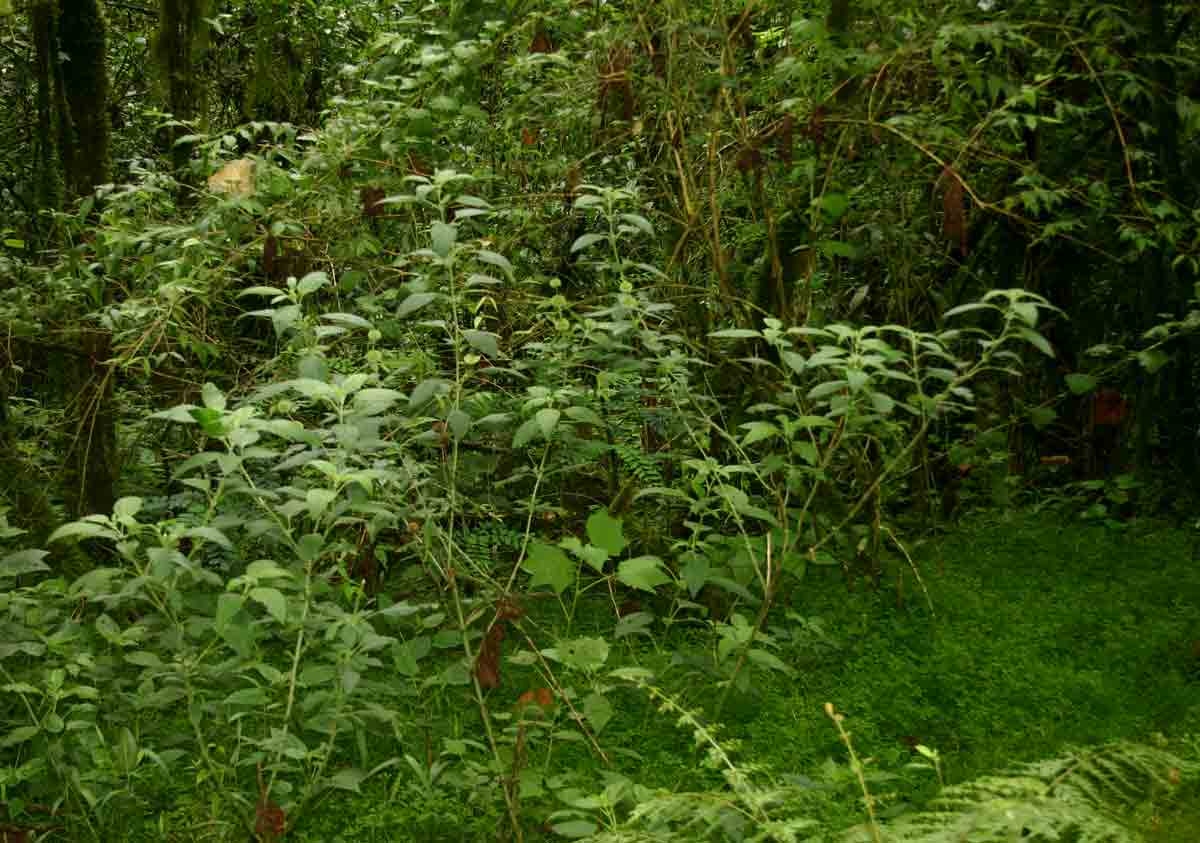 Leucas deflexa var. deflexa