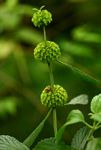 Leucas deflexa var. deflexa