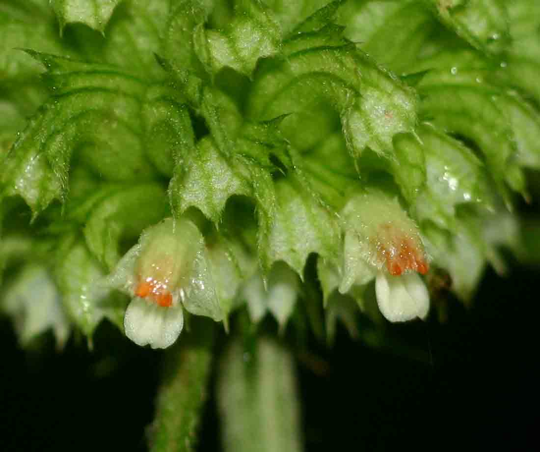 Leucas deflexa var. deflexa