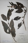 Leucas deflexa var. deflexa