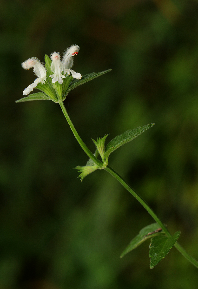 Leucas glabrata