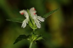 Leucas glabrata