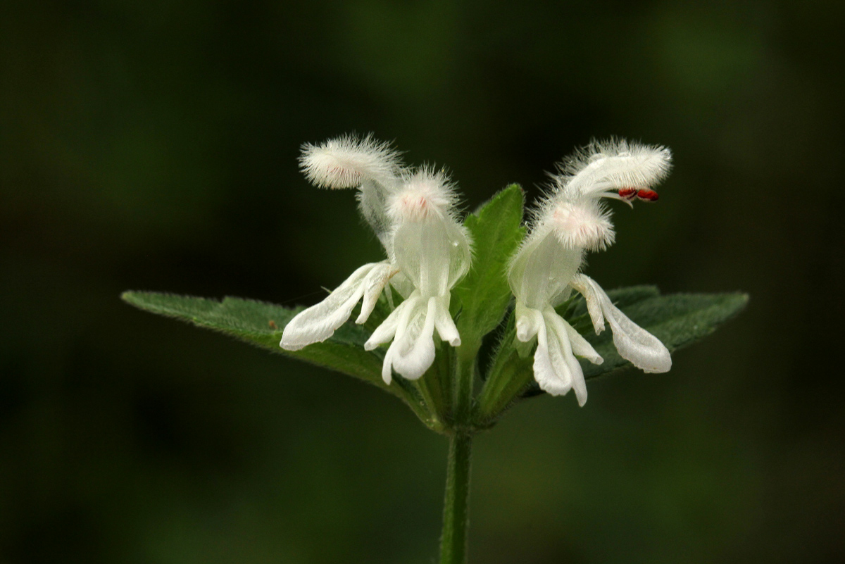 Leucas glabrata