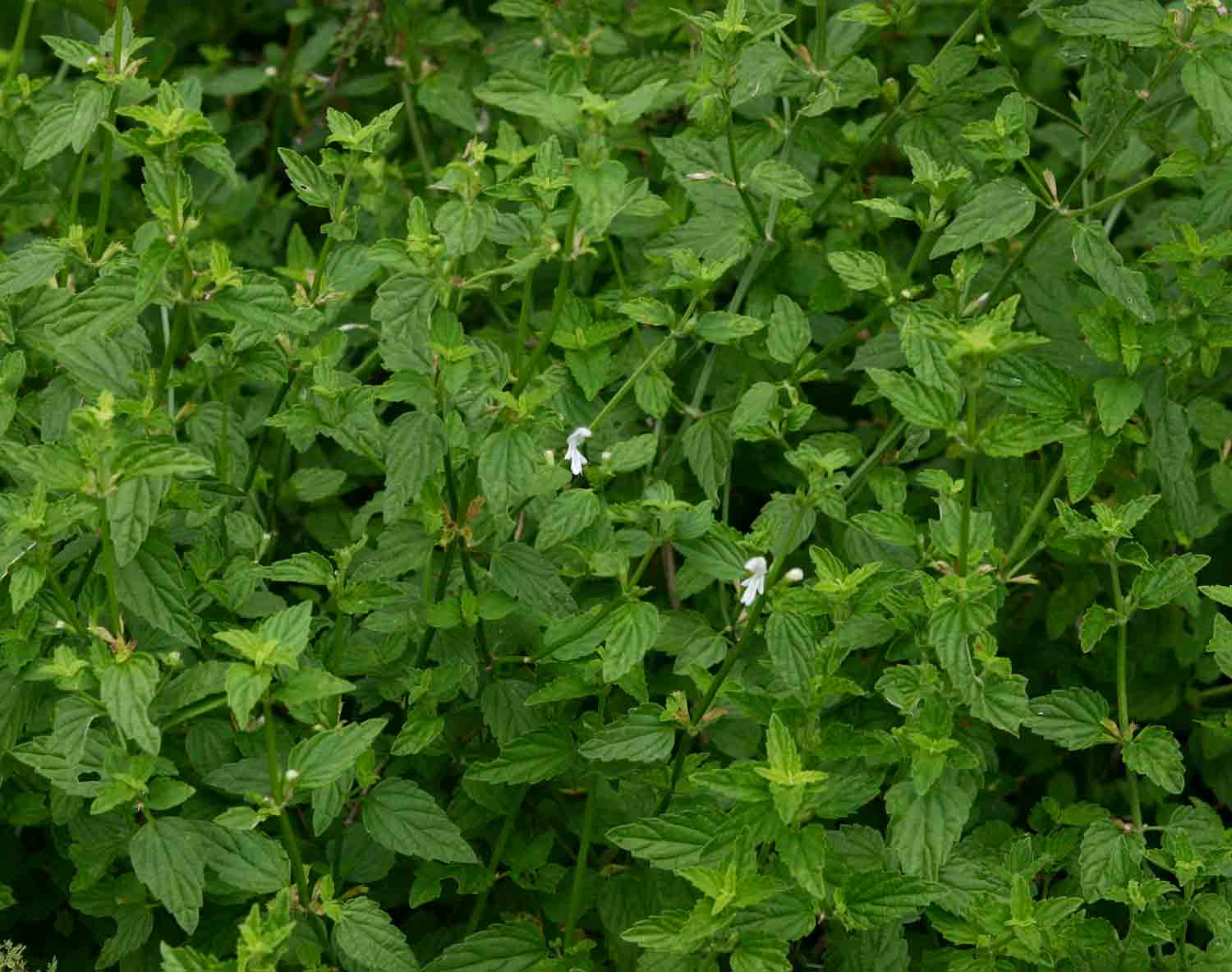 Leucas glabrata