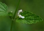 Leucas glabrata