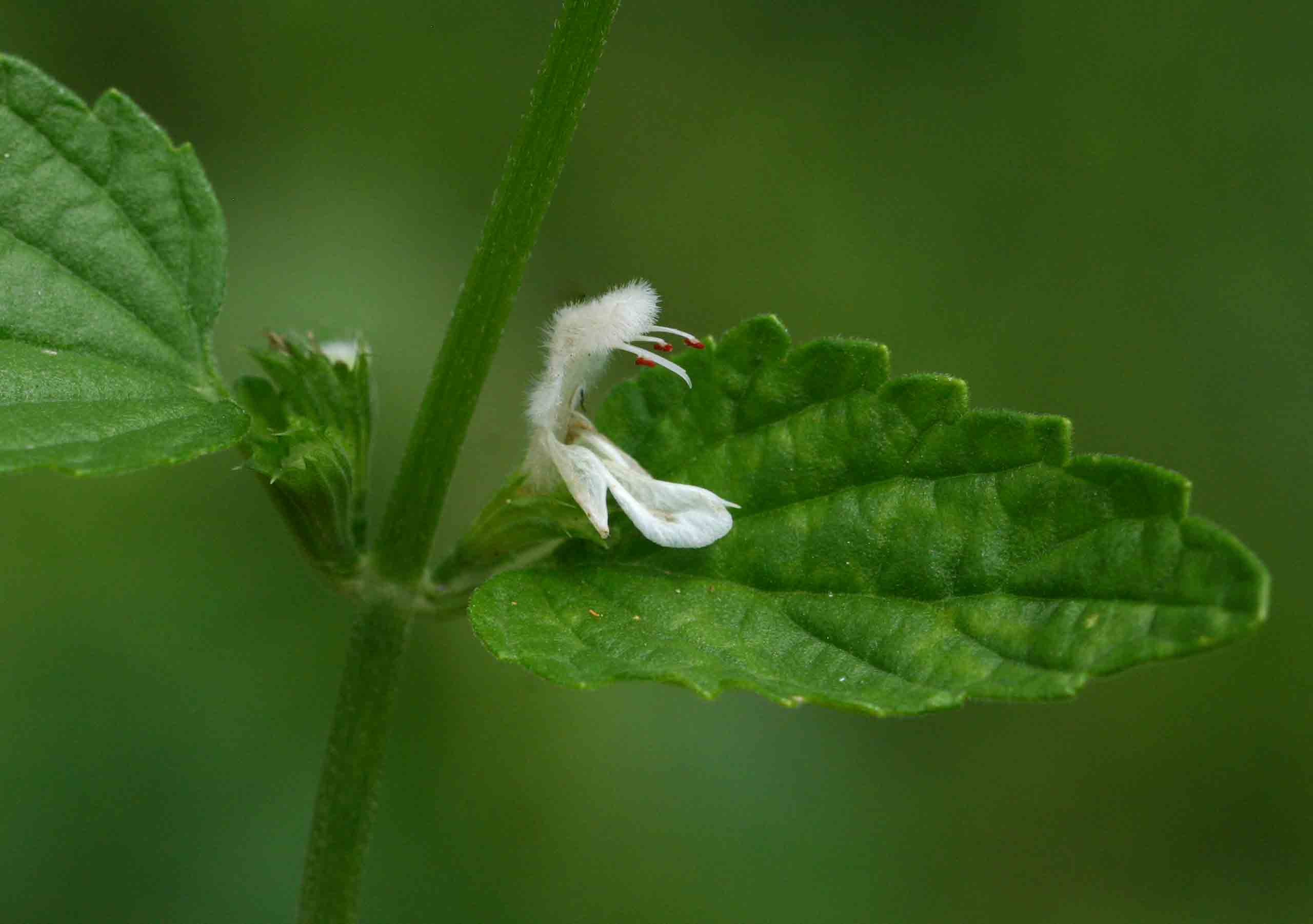 Leucas glabrata