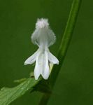Leucas glabrata