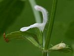 Leucas glabrata