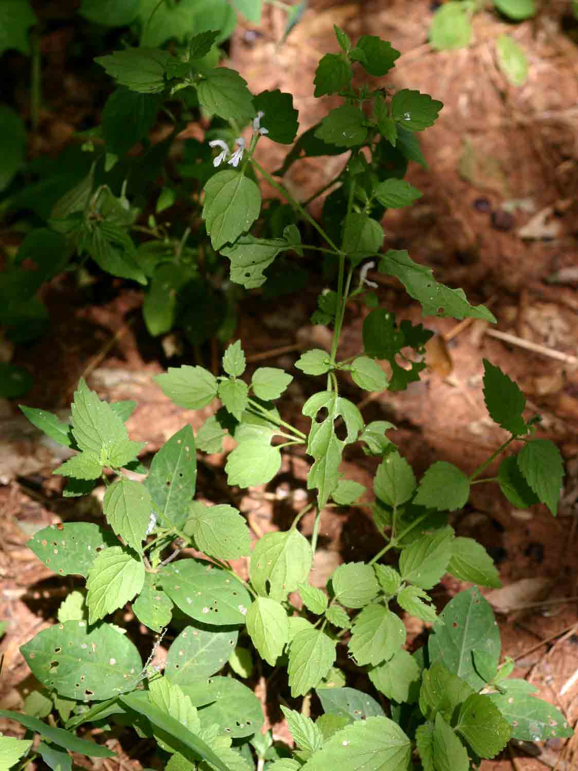 Leucas glabrata