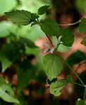 Leucas glabrata