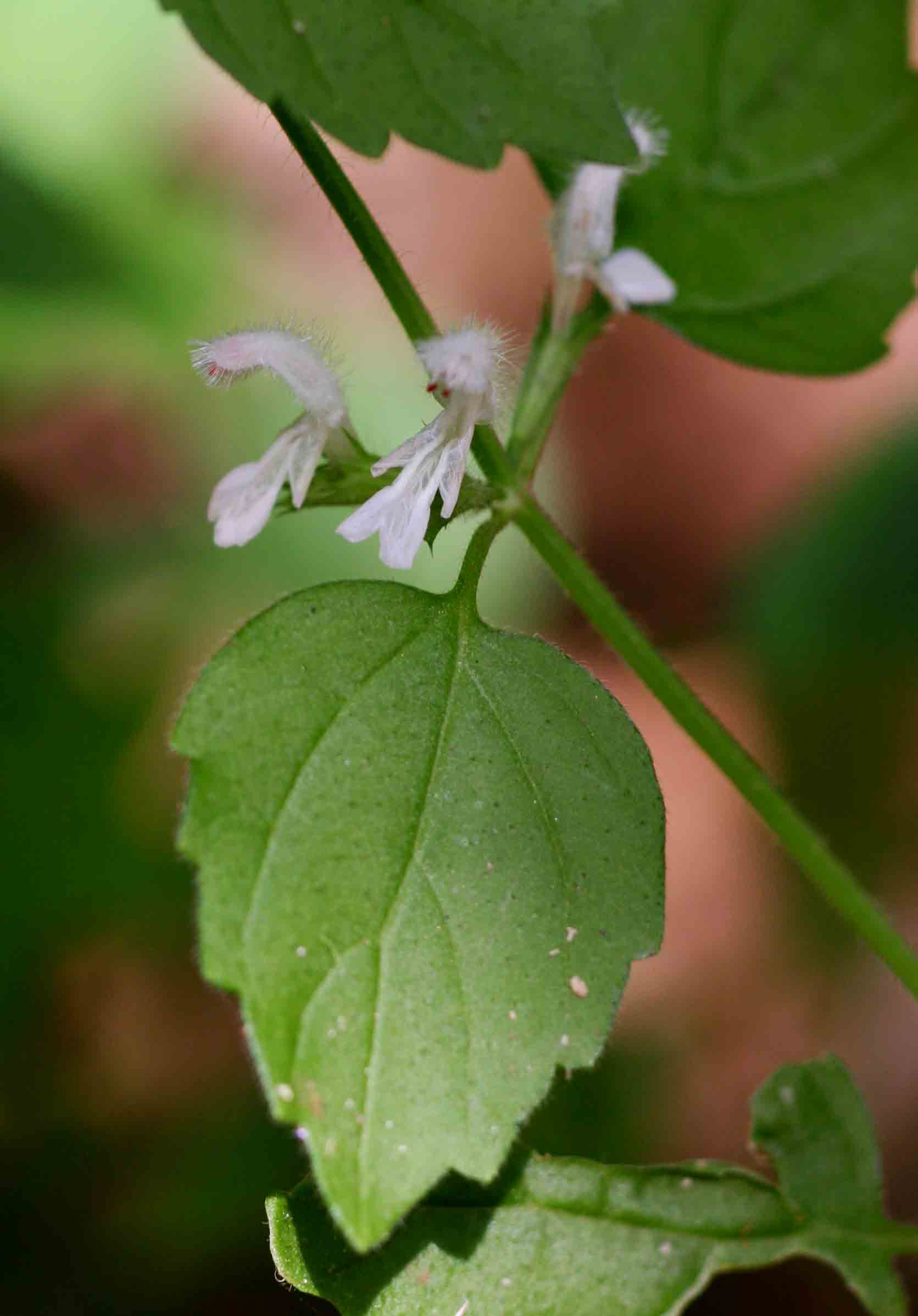 Leucas glabrata