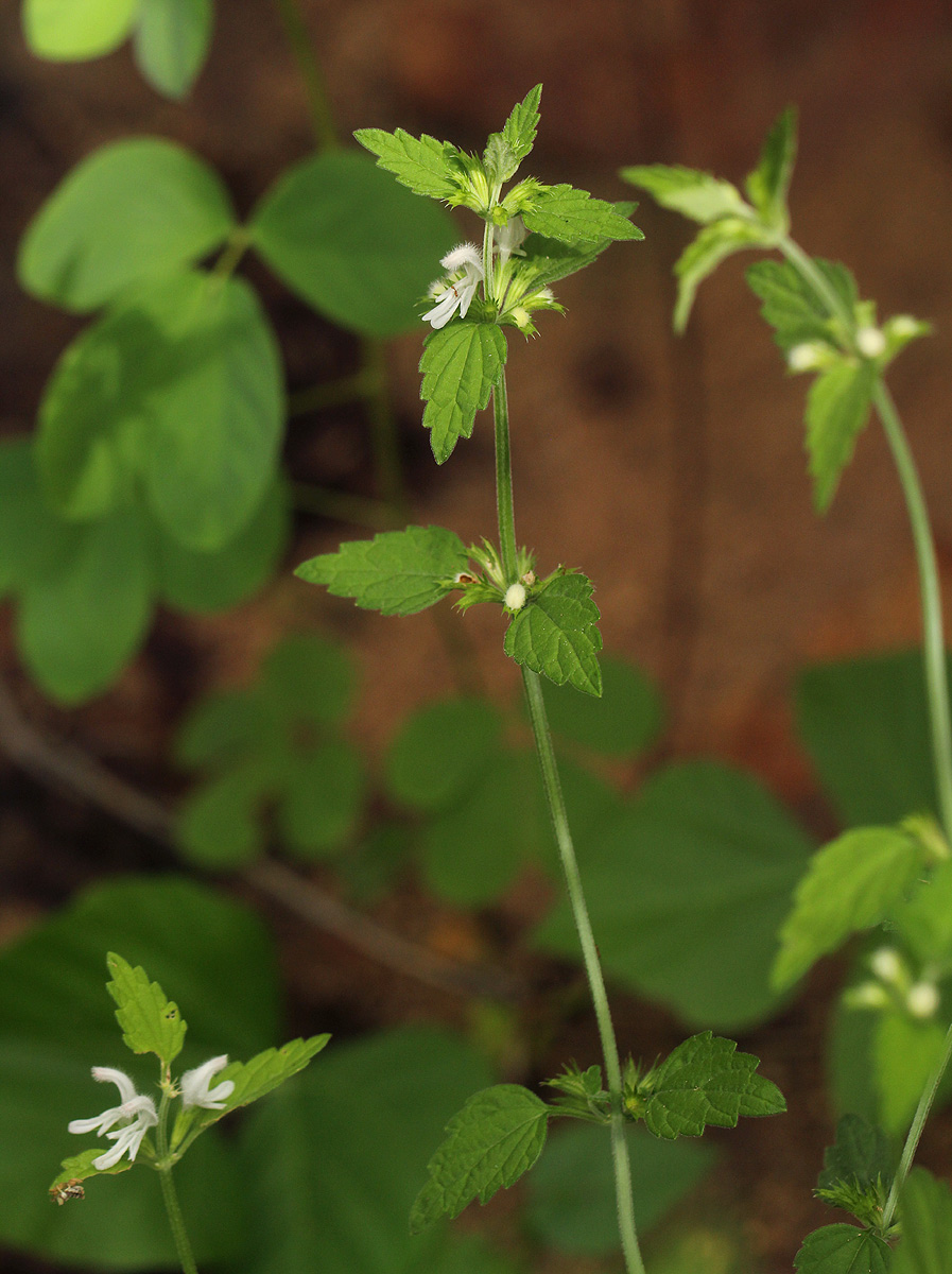 Leucas glabrata