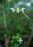 Leucas milanjiana