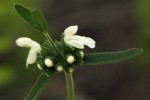 Leucas milanjiana