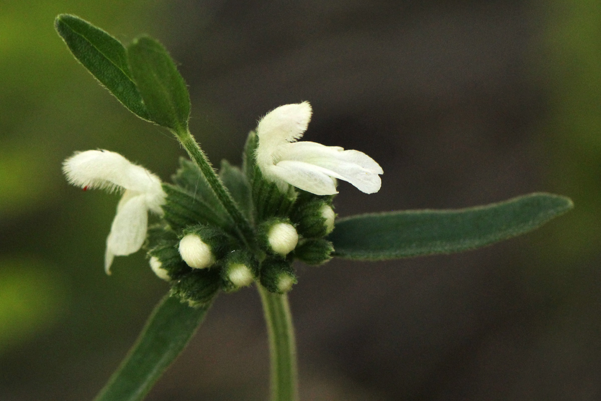 Leucas milanjiana