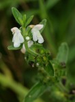 Leucas milanjiana