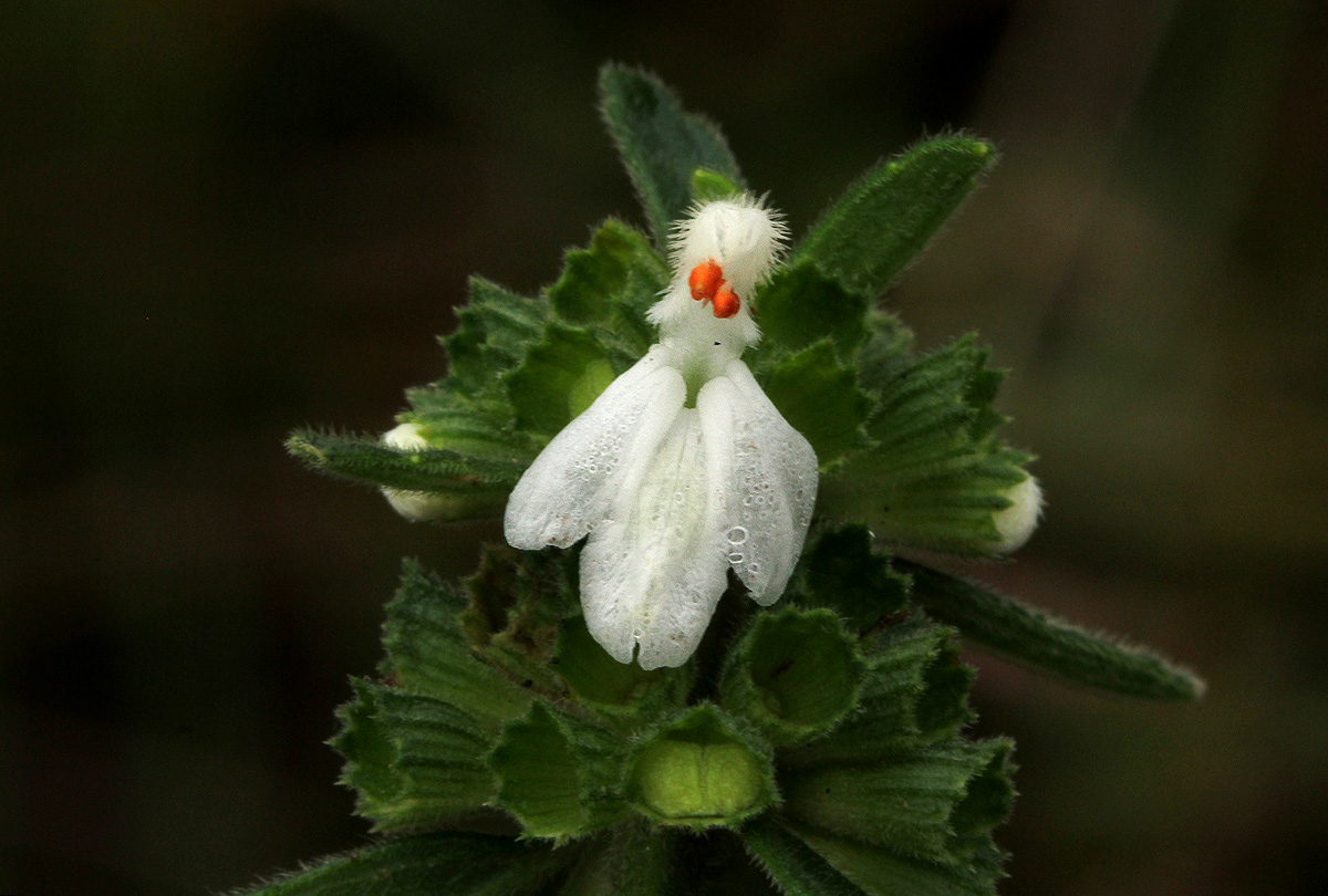 Leucas milanjiana