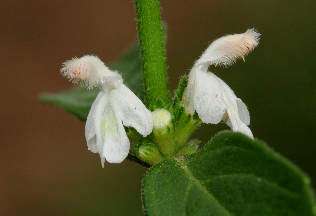 Leucas milanjiana