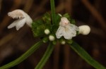 Leucas milanjiana