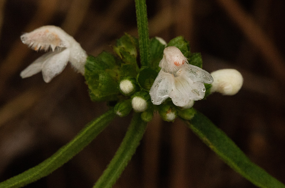 Leucas milanjiana