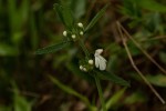 Leucas milanjiana