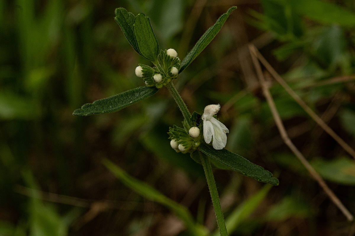Leucas milanjiana
