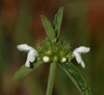 Leucas milanjiana