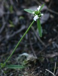 Leucas milanjiana