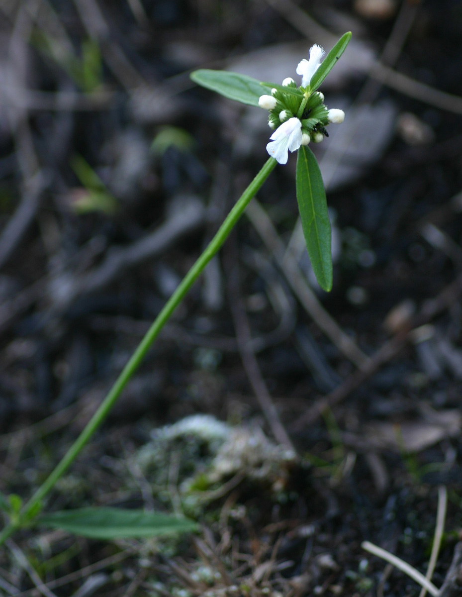 Leucas milanjiana