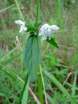 Leucas milanjiana