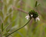 Leucas milanjiana