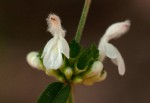 Leucas milanjiana