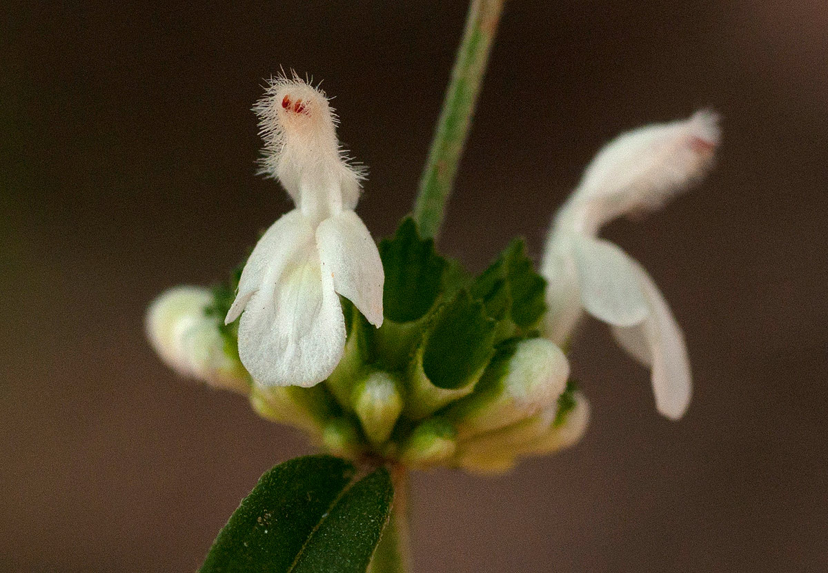 Leucas milanjiana
