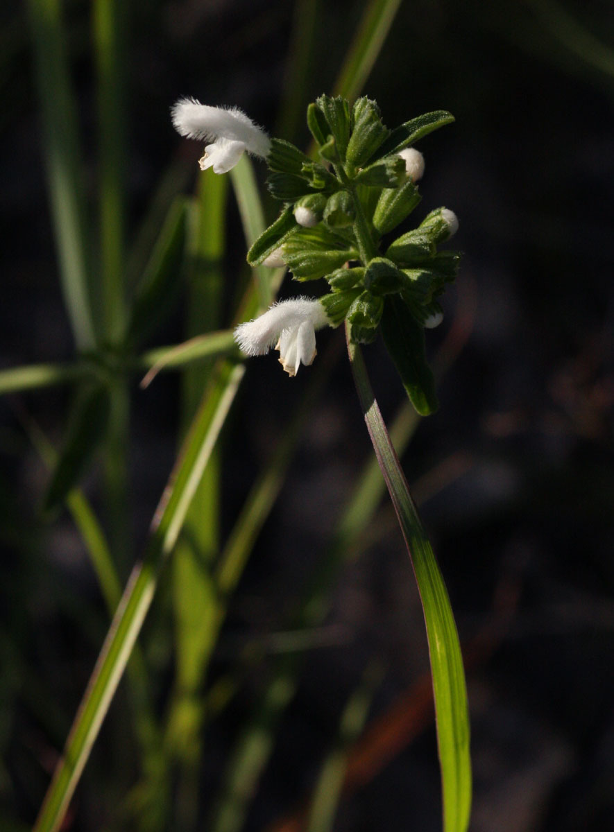 Leucas milanjiana