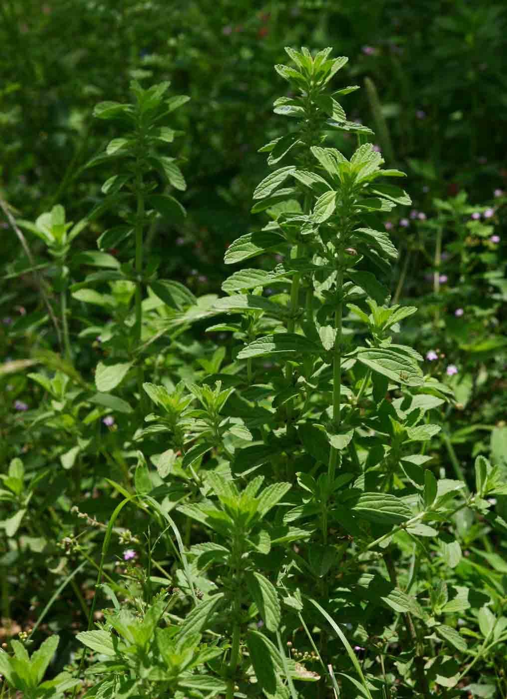 Leucas neuflizeana var. neuflizeana