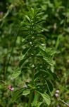 Leucas neuflizeana var. neuflizeana