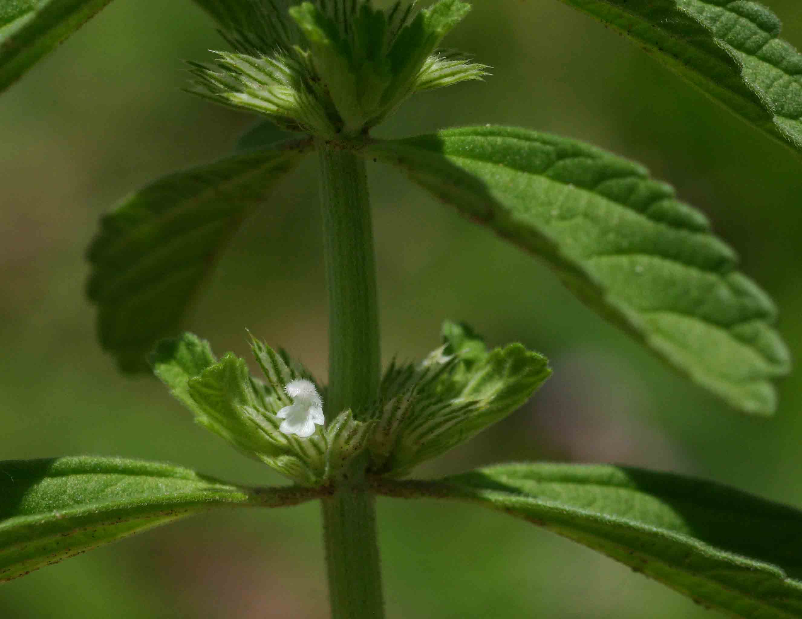 Leucas neuflizeana var. neuflizeana