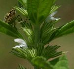 Leucas neuflizeana var. neuflizeana