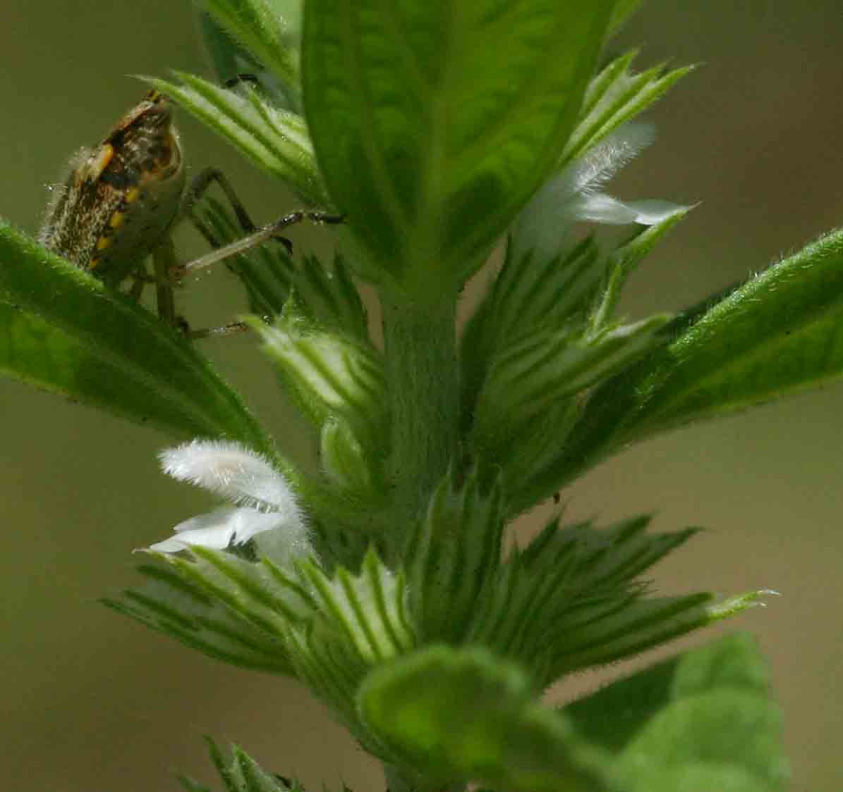 Leucas neuflizeana var. neuflizeana